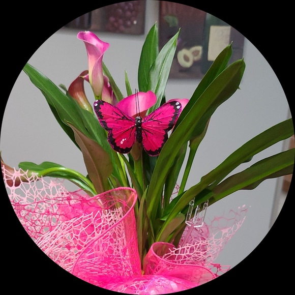 tulips1234